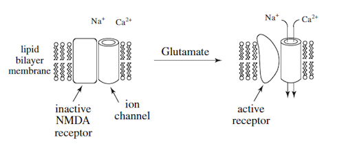 MCAT Sample Questions, Biology Figure 1